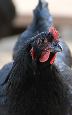 Image by Patrick Hendry