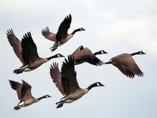 Canada Geese - Hard to Scare?