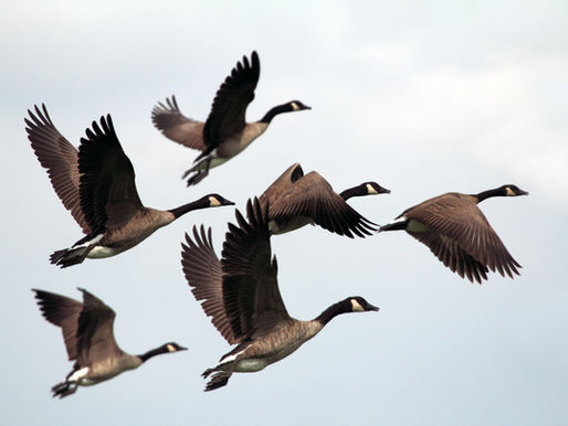 The Wild Geese