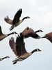 Canada Geese - Hard to Scare?