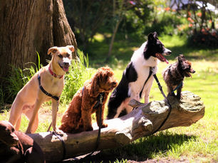 Pension ou pet sitter : comment choisir la meilleure garde pour son chien ou son chat pendant les vacances ?