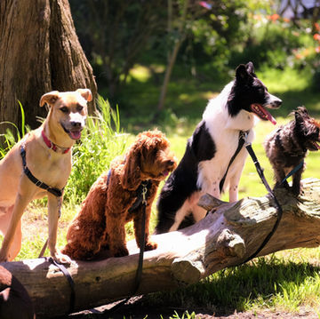 Blairsville’s “Dog Days of Summer” Returns for a Tail-Wagging Celebration on June 20th