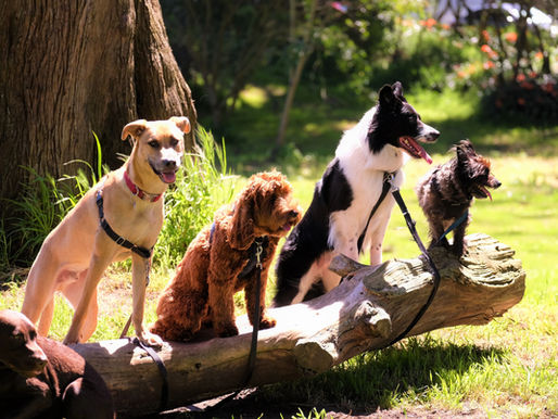 New fluffy friend: dogs for adoption at Animatch