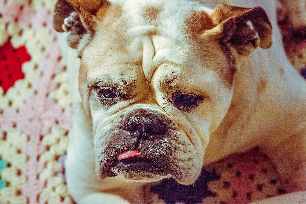What to do if your English Bulldog has Kennel Cough