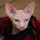 Thumbnail: sphynx breeders - sphynx cat for sale