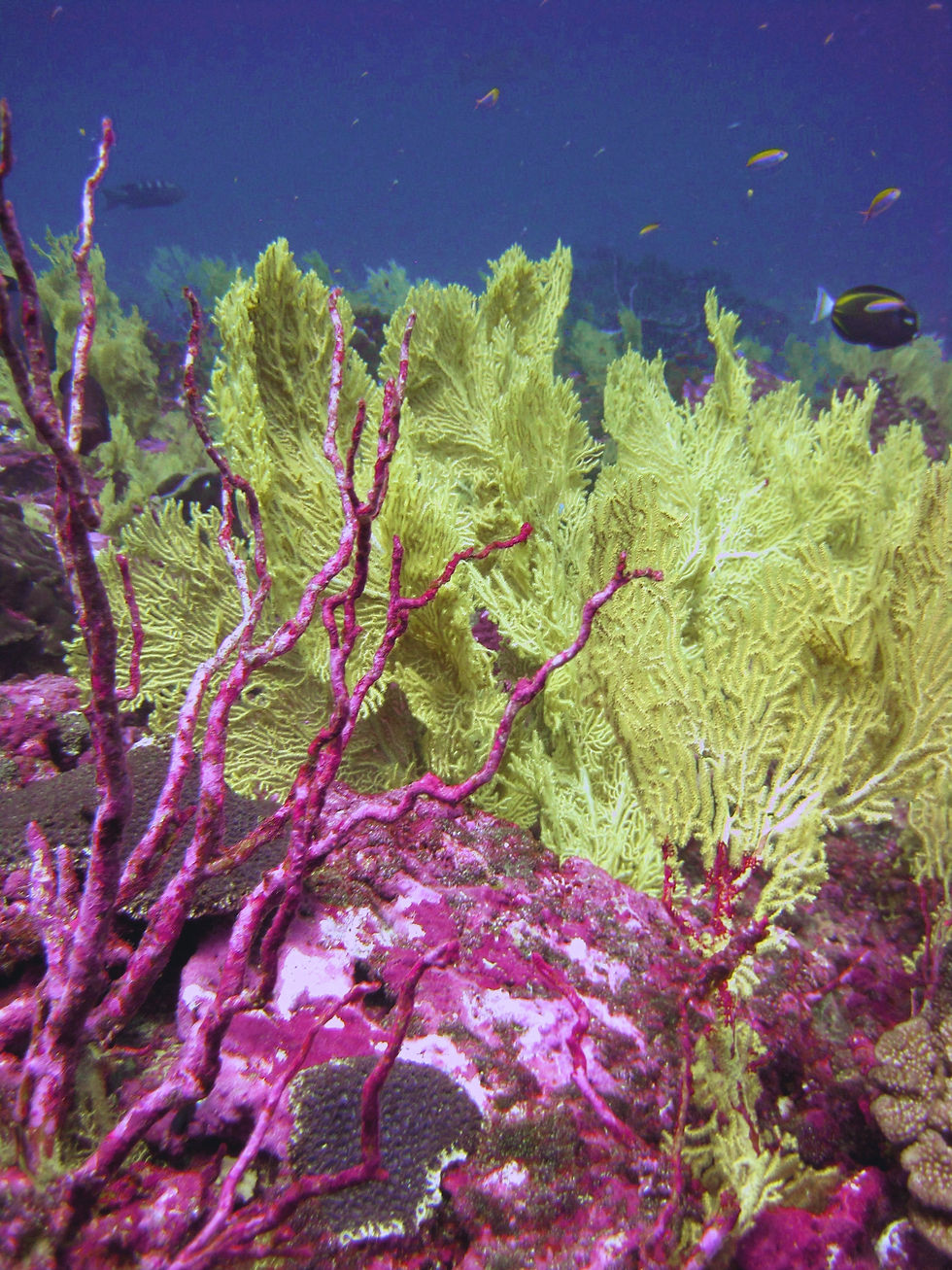 Coral Reef