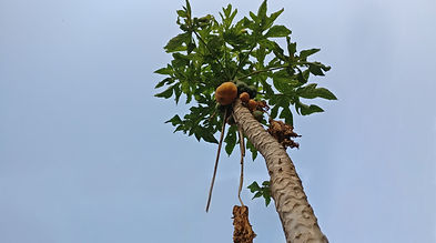 Image by Mohan Khadka