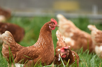 Image by Thomas Iversen