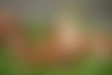 Climate Change and Bird Flu: A New Pandemic?