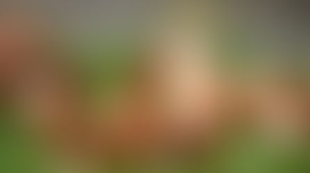 The Best Animals For Your Small Farm