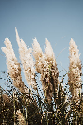 Image by Annie Spratt