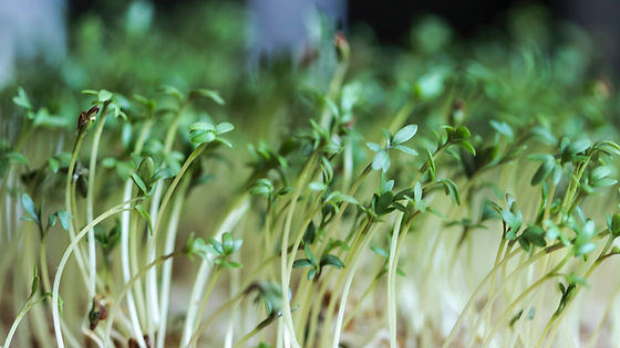 Mild Mix Micro Greens (Sow Easy)