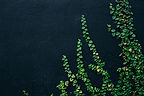 Image by Alyani Yang