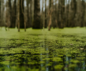 Image by Jordan Whitfield