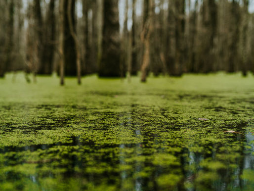 Algae