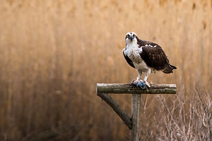 Image by Darryl Brian