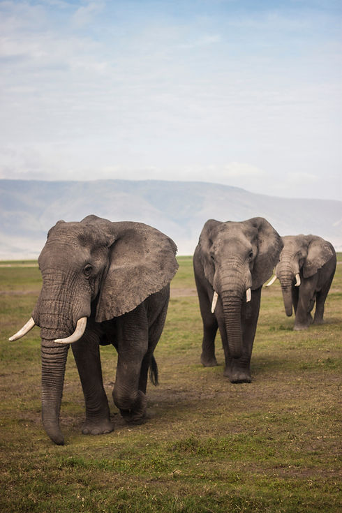 Image by Matthew Spiteri