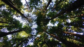 Nordic coalition to accelerate the transition to a Circular Economy