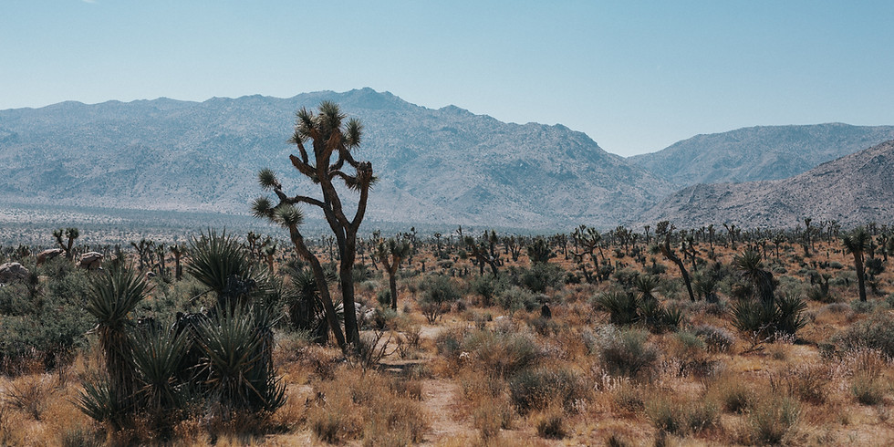 Lessons in the Wilderness: Wild experiences, searching for promises, and encounters with God