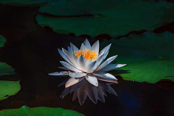 DENSE GROWTH OF AQUATIC PLANTS