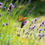 Thumbnail: White Lavender