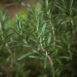 The Ultimate Guide to Growing and Using Rosemary: Care, Cooking, and Companion Planting