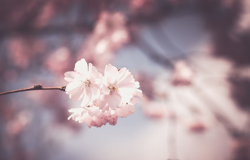 Image by Mona Magnussen