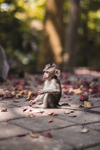 Image by Laura Cros