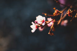 Image by Amy Chen