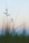 Peaceful grass Image by Wolfgang Hasselmann