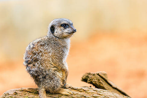 Image by Andy Holmes
