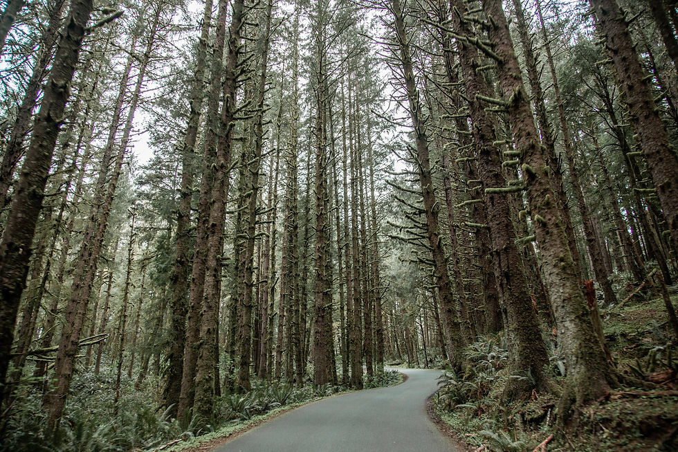 A picture of a forest.