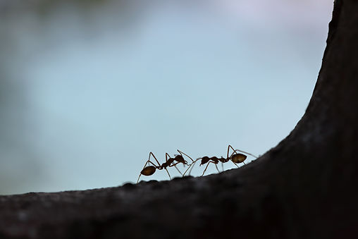 Image by Maksim Shutov