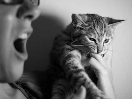 Mengapa Kucing Mengigit Pemiliknya? Simak Berikut Beberapa Penyebabnya!