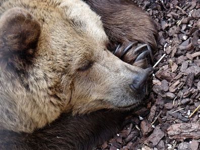 Hibernation