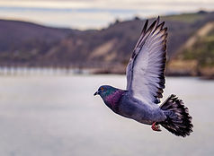 Pigeon in flight