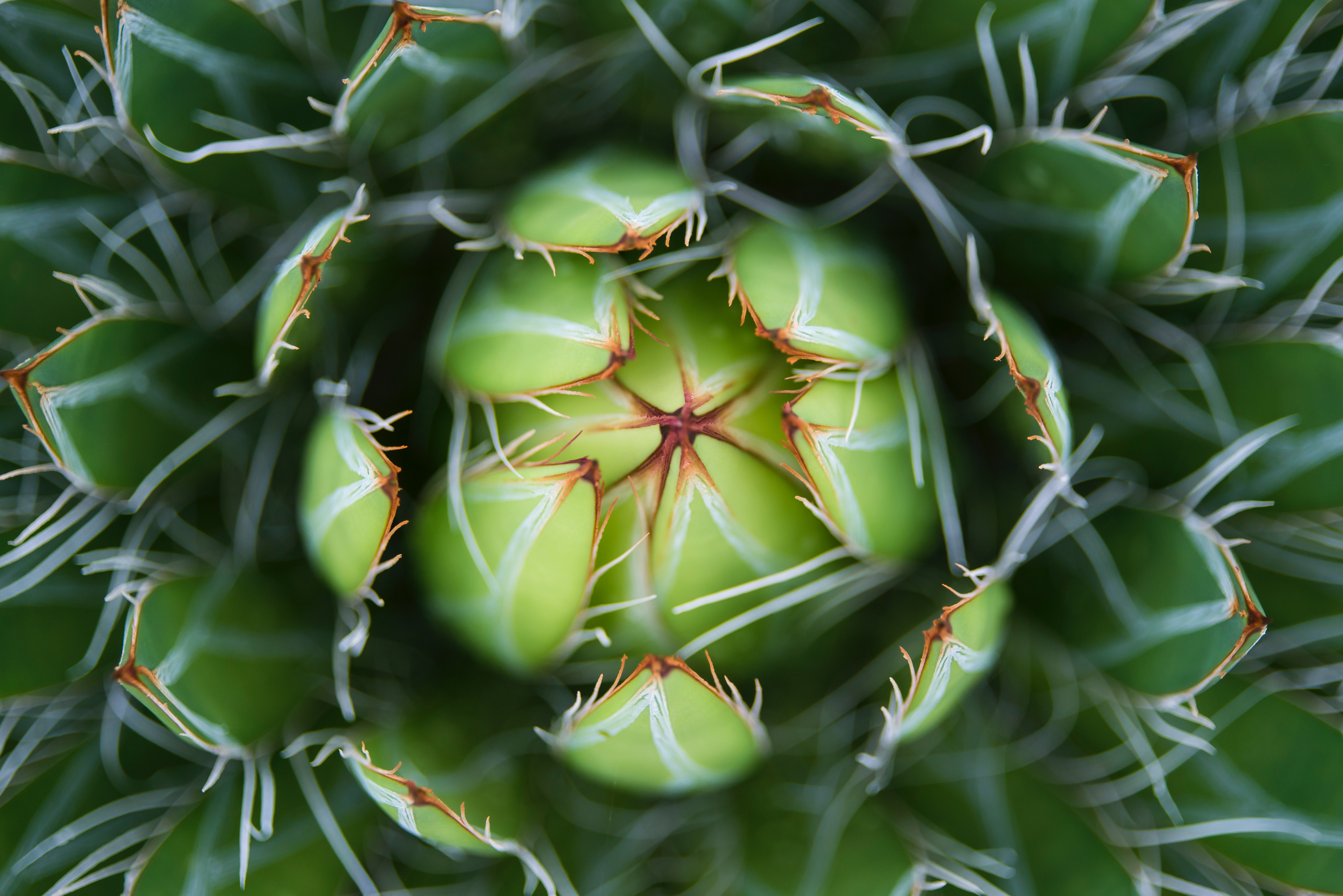 Agave
