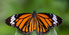 The pollinators are coming! The pollinators are coming!