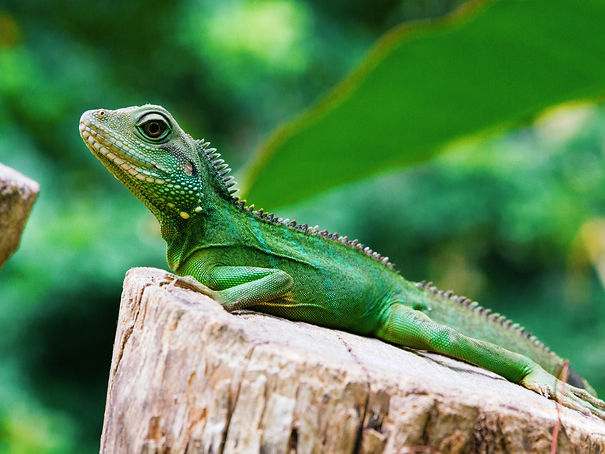 iguane en equateur