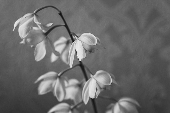 weiße Blumen schwarz weiß Foto