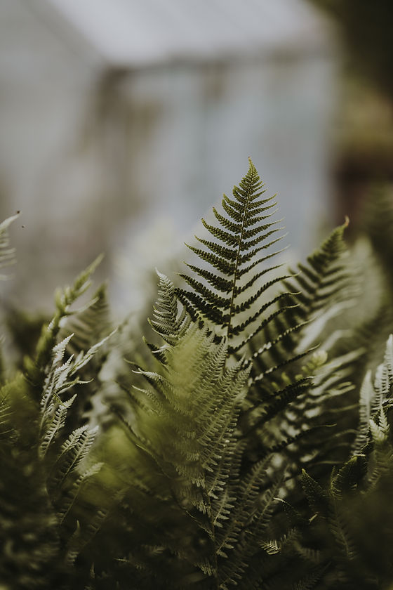 Image by Annie Spratt