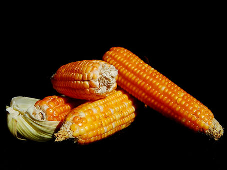 Tidbits, Corn Market Trend, Biofuel, China & Panama 3/28/26