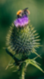 milk thistle needs to be in a specifically made formulation for cats