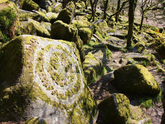Finding Wildness: Temperate Rainforests and the Wonders of Everyday Nature