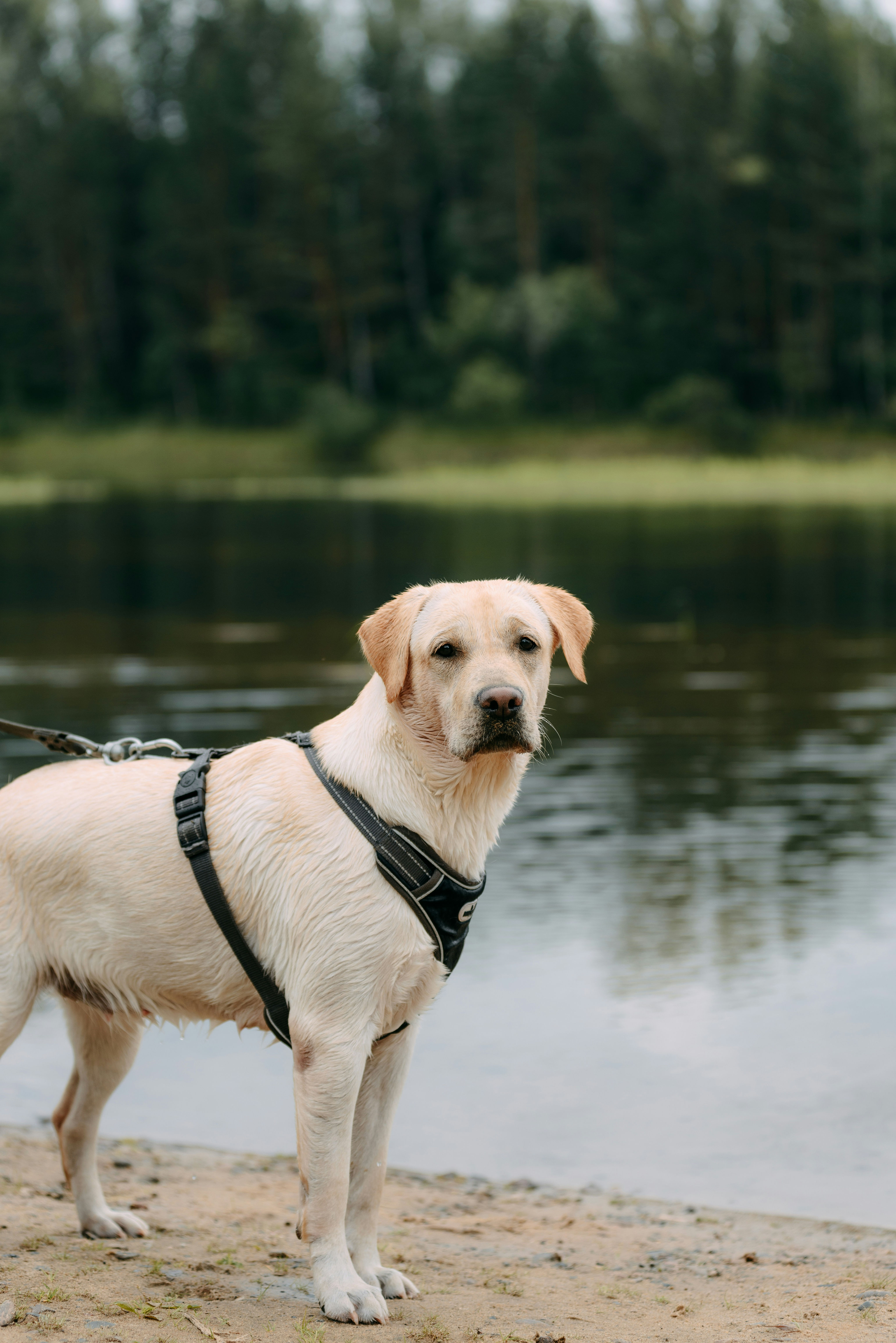 Pet Harness