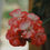 Miniature : Géranium HE (Égypte)