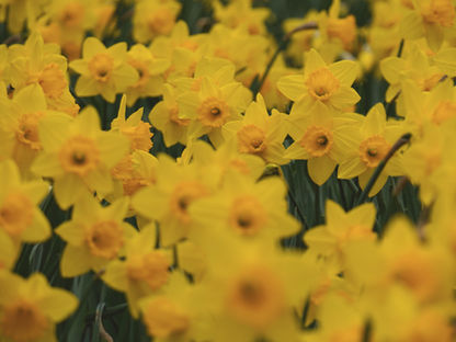 Daffodils