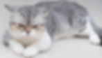 signos de estrés en gatos
