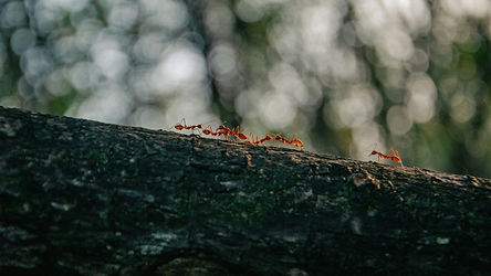 Image by Yanuka Deneth