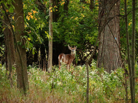 Whitetail Buck